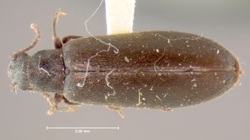 Media type: image;   Entomology 7976 Aspect: habitus dorsal view